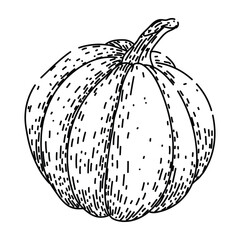 spice pumpkin sketch hand drawn black
