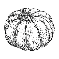 autumn pumpkin sketch hand drawn black