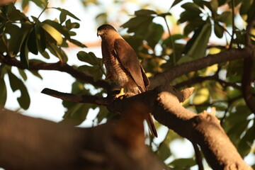 Little banded Goshawk 