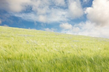 Flat design is showing rolling green crop field stretching under bright blue sky with fluffy clouds