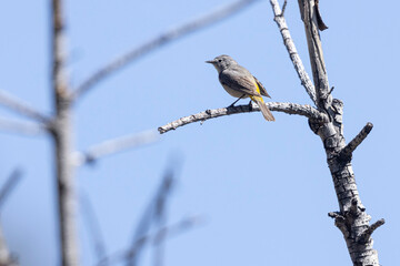 A wild Virginia's Warbler in a park in Colorado