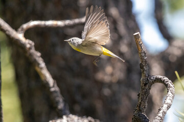 A wild Virginia's Warbler in a park in Colorado