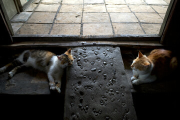 Two cute local cats lying on the floor near the entrance of a traditional house in Yogyakarta, Indonesia