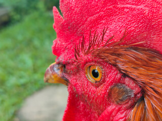 close up of a rooster