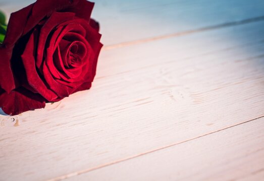 Fototapeta Red rose on wood with copy space