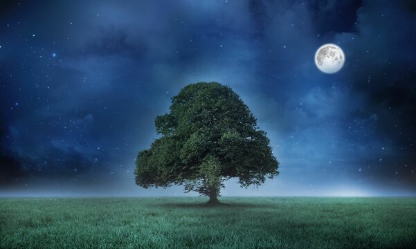 Solitary tree is standing in flat design meadow under starry night sky with glowing full moon