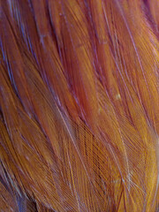 rooster feather details