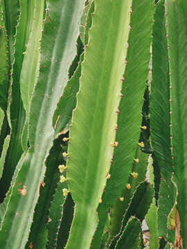 Close-up of the mandacaru cactus plant