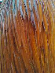 close up Abstract rooster feathers