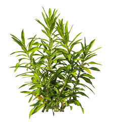 Pleomele Dracaena reflexa Plant isolated on transparent background. PNG Pleomele plant isolated on transparent background. Plant leaves PNG transparent. decorative house plant PNG.