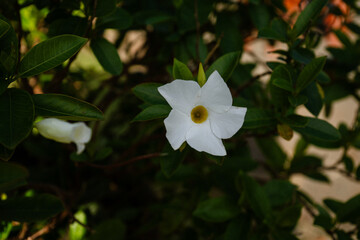 Close-Up of White Mandevilla Flower