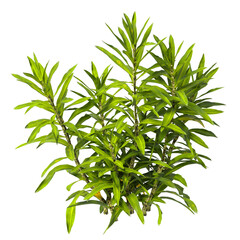 Pleomele Dracaena reflexa Plant isolated on transparent background. PNG Pleomele plant isolated on transparent background. Plant leaves PNG transparent. decorative house plant PNG.