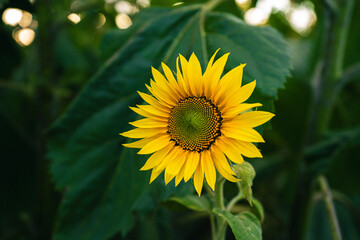 Close-up of a Bright Yellow Sunflower