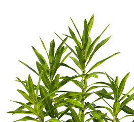 Pleomele Dracaena reflexa Plant isolated on transparent background. PNG Pleomele plant isolated on transparent background. Plant leaves PNG transparent. decorative house plant PNG.