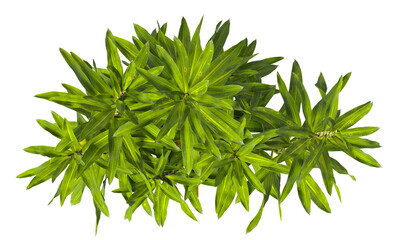 Pleomele Dracaena reflexa Plant isolated on transparent background. PNG Pleomele plant isolated on transparent background. Plant leaves PNG transparent. decorative house plant PNG.