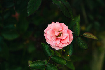 Close-Up of a Pink Rose Flower