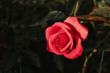 Close-Up Photo of a Red Rose