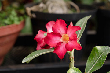 Close-Up of a Desert Rose Flower