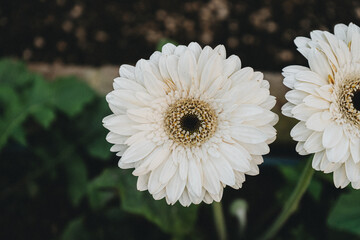 Close-Up of a White Gerbera Daisy