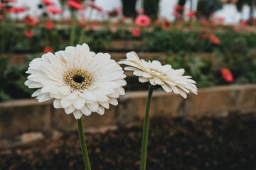 Close-up of White Gerbera Daisies in Garden