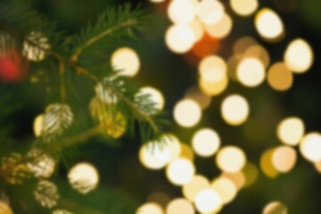 Fir tree branch with green needles