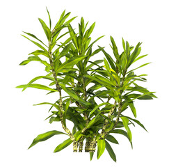 Pleomele Dracaena reflexa Plant isolated on transparent background. PNG Pleomele plant isolated on transparent background. Plant leaves PNG transparent. decorative house plant PNG.