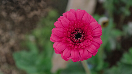 Bright Pink Gerbera Daisy in Bloom – Close-Up Floral Macro