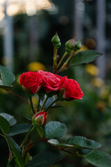 Red Rose Buds at Golden Hour – Romantic Garden Close-Up