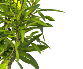 Pleomele Dracaena reflexa Plant isolated on transparent background. PNG Pleomele plant isolated on transparent background. Plant leaves PNG transparent. decorative house plant PNG.