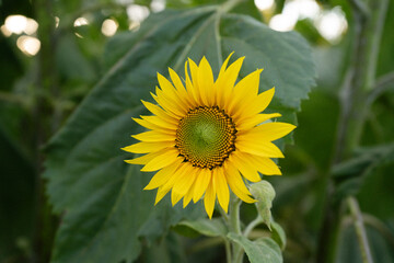 Vibrant Yellow Sunflower in Bloom – Nature’s Symbol of Joy and Energy