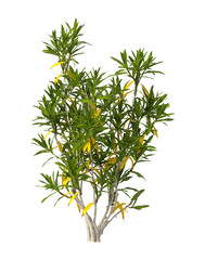 Pleomele Dracaena reflexa Plant isolated on transparent background. PNG Pleomele plant isolated on transparent background. Plant leaves PNG transparent. decorative house plant PNG.
