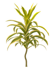 dracaena reflexa variegata Plant isolated on transparent background. Variegated Song of India isolated on transparent background. Close up Song of India Plant PNG leaves. decorative house plant PNG.