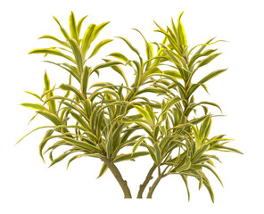 dracaena reflexa variegata Plant isolated on transparent background. Variegated Song of India isolated on transparent background. Close up Song of India Plant PNG leaves. decorative house plant PNG.