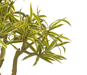 dracaena reflexa variegata Plant isolated on transparent background. Variegated Song of India isolated on transparent background. Close up Song of India Plant PNG leaves. decorative house plant PNG.