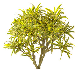 dracaena reflexa variegata Plant isolated on transparent background. Variegated Song of India isolated on transparent background. Close up Song of India Plant PNG leaves. decorative house plant PNG.
