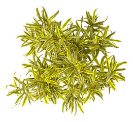 dracaena reflexa variegata Plant isolated on transparent background. Variegated Song of India isolated on transparent background. Close up Song of India Plant PNG leaves. decorative house plant PNG.