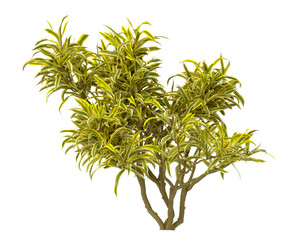 dracaena reflexa variegata Plant isolated on transparent background. Variegated Song of India isolated on transparent background. Close up Song of India Plant PNG leaves. decorative house plant PNG.