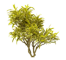 dracaena reflexa variegata Plant isolated on transparent background. Variegated Song of India isolated on transparent background. Close up Song of India Plant PNG leaves. decorative house plant PNG.