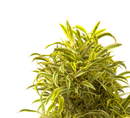 dracaena reflexa variegata Plant isolated on transparent background. Variegated Song of India isolated on transparent background. Close up Song of India Plant PNG leaves. decorative house plant PNG.