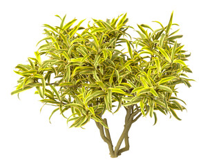 dracaena reflexa variegata Plant isolated on transparent background. Variegated Song of India isolated on transparent background. Close up Song of India Plant PNG leaves. decorative house plant PNG.