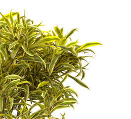 dracaena reflexa variegata Plant isolated on transparent background. Variegated Song of India isolated on transparent background. Close up Song of India Plant PNG leaves. decorative house plant PNG.