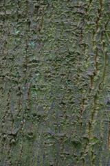 Beautiful close-up of the bark of quercus libani