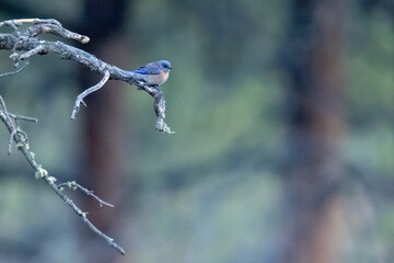 A wild western bluebird perched in a park in Colorado.