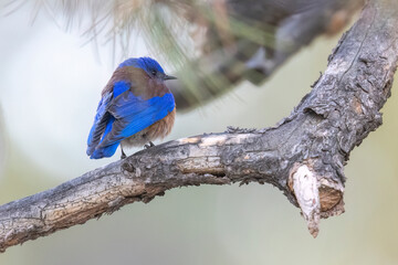 A wild western bluebird perched in a park in Colorado.