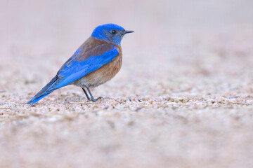 A wild western bluebird perched in a park in Colorado.