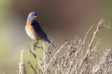 A wild western bluebird perched in a park in Colorado.