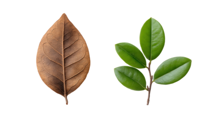 Isolated dry brown leaf and green leaf branch on transparent background with clear details