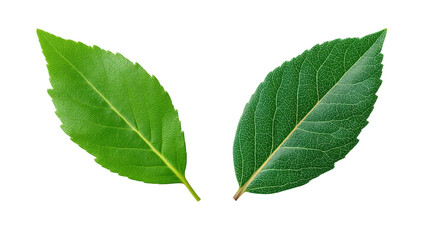 Obraz premium Two isolated green leaves on transparent background showing natural texture and veins