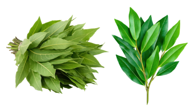 Green bay leaves isolated on transparent background with fresh natural leaves and herbs