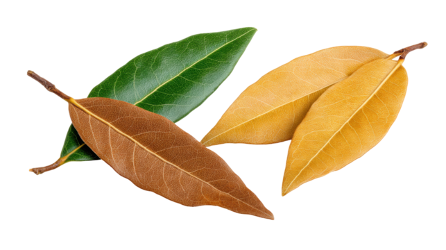 Leaves isolated transparent background showing green, brown, and yellow colors natural detail